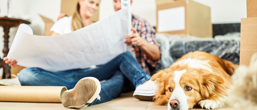 Ratgeber Haustiere in Mietwohnungen - Pärchen schaut sich gemeinsam Bauzeichnungen an, während Hund daneben auf dem Boden liegt