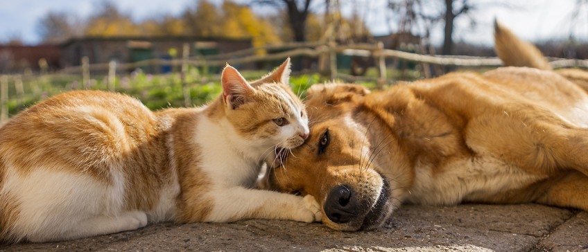 Tierversicherung - Katze und Hund liegen in der Sonne